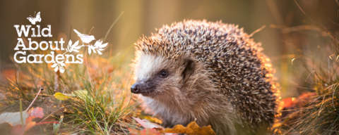 Wild About Gardens banner featuring a hedgehog