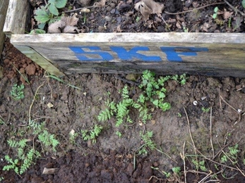 Phacelia tanacetifolia seedlings are appearing