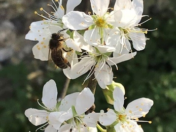Bee on plum blossom