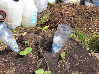 Discarded pumpkin seeds get off to a flying start on the hot heap