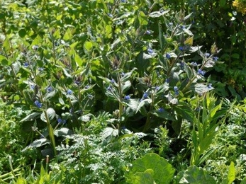 Green alkanet - member of the forget-me-not family and popular with pollinators 