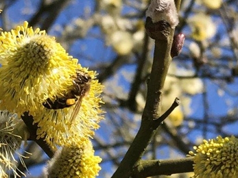 Honey bees fill their pollen baskets on the pussy willow