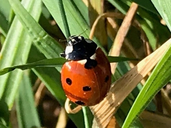 Ladybird in the sunshine