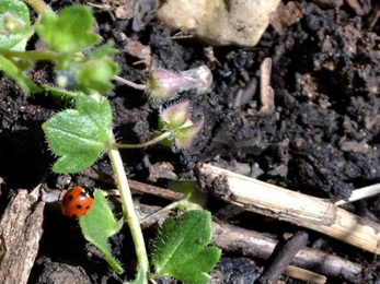 Ladybirds