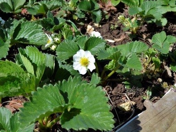 Not long to go until strawberry time