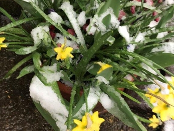 Pot of spring bulbs in the snow