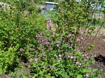 Red campion Silene dioica - also known as adder's flower - is a good source of food for bees, moths and butterflies