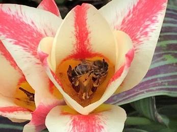 Tulips are visited by bees