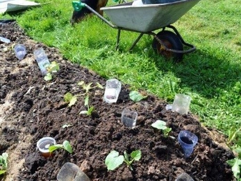 Sue Bradley allotment June 2019 (c) Sue Bradley