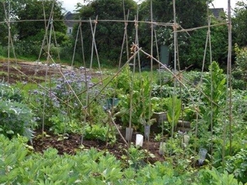 Sue Bradley allotment June 2019 (c) Sue Bradley