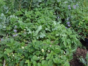 Sue Bradley allotment June 2019 (c) Sue Bradley