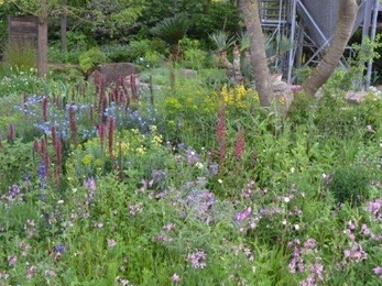 The Resilience Garden at Chelsea (c) Sue Bradley