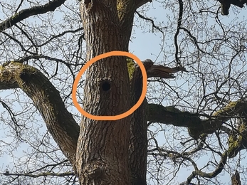 Cavity entrances can often be small, but open out into larger spaces inside the tree