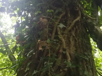 Ivy covered trees make great habitat