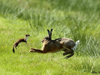 Stoat tackling its much larger prey, a hare - stock photo