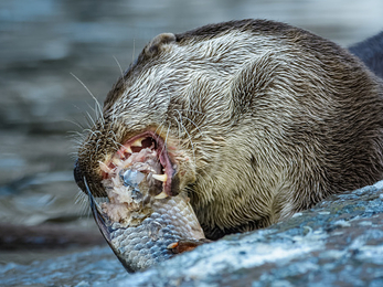 Eurasian otter eating a fish - Getty Images/iStockphoto