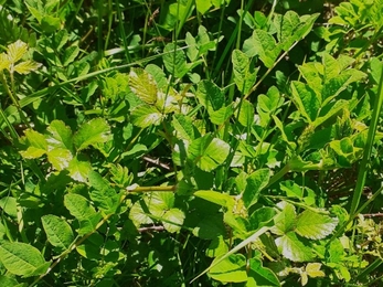 Wild liquorice. Photos by Katherine Keates.