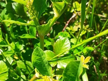 Wild liquorice. Photos by Katherine Keates.