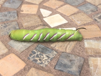 Privet hawk-moth caterpillar