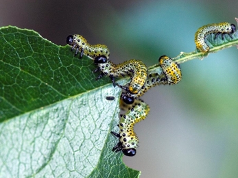 Rose sawfly larvae