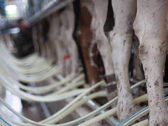 The milking parlour at Ruddle court farm