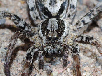 Female Great fox spider