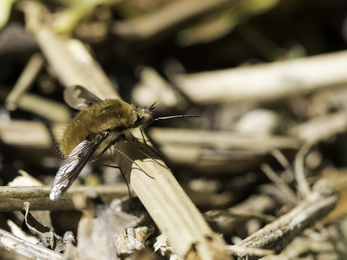 Bee Fly