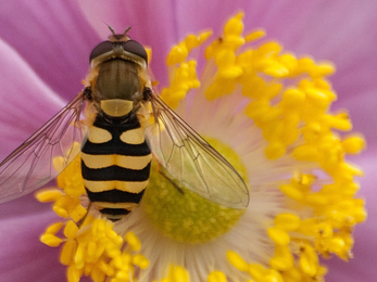 hoverfly