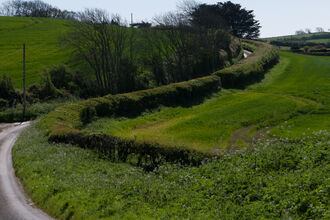 Hedgerow