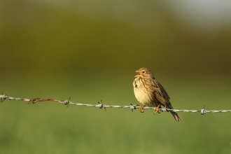 Corn Bunting