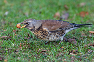 Fieldfare