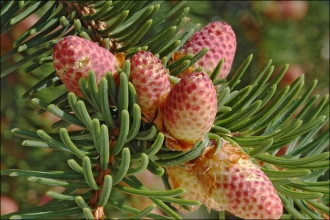 Trees and shrubs | Gloucestershire Wildlife Trust
