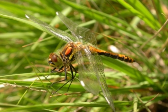 Black Darter