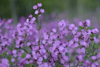 Red Campion