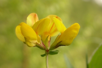 Common Bird's-foot-trefoil