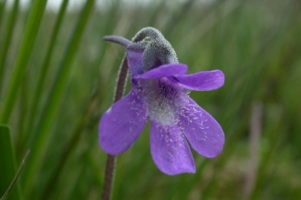 Common Butterwort