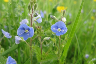 Germander Speedwell