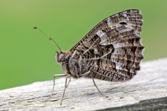 Grayling