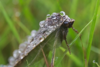 Large Yellow Underwing moth