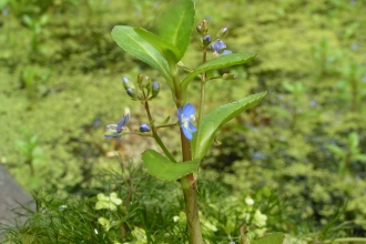 Brooklime