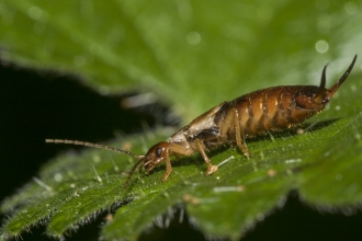 Common Earwig