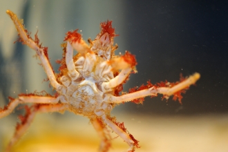 Great Spider Crab