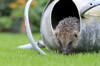 Hedgehog (C) Tom Marshall