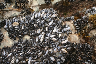 Mussels