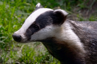 Badger (C) Terry Longley