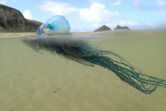 Portuguese man o' war