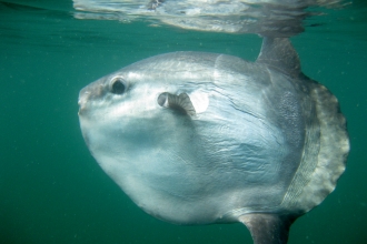 Sunfish