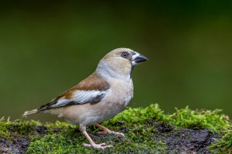 Hawfinch