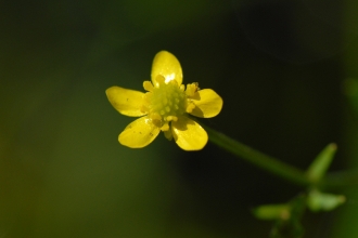 Badgeworth Buttercup (C) Brian Clarke