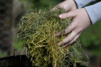 Compost (C) David Plummer